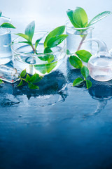 Medical plants in laboratory glassware on a white background with copy space. Perfume and cosmetics natural concept with backlight.