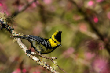 Beautiful yellow bird, Yellow-cheeked Tit (Parus spilonotus), standing on a branch,