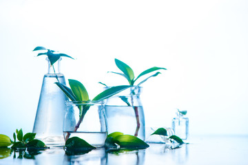 Glass jars and vases with green spring plants. Clarity and freshness concept with copy space. White wet background