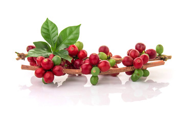fresh coffee beans with leaf on white background
