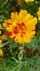 Marigold flower volume 865⅝655
