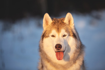 Beautiful and prideful Husky dog sitting in winter forest at sunset.