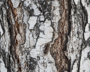 Black-white striped and cracked natural texture of russian birch bark