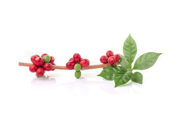 fresh coffee beans with leaf on white background