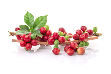 fresh coffee beans with leaf on white background