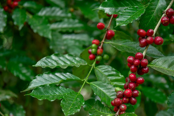 Obraz premium Coffee beans on tree