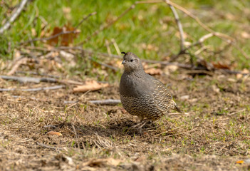 Female California Quail walks and fluffs her feathers in grassy meadow