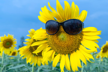 Beautiful sunflowers wear sunglasses in sunny days at the flower garden. Funny abstract picture of diversity of life