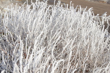 snow frost in winter on plant tree natural background