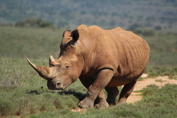 White Rhino, a critically endangered species, walking in natural habitat.