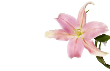 flower pink lily on white