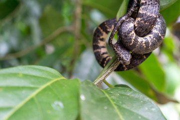 Cloudy Snail Eater Snake in Wild - Costa Rica Wildlife