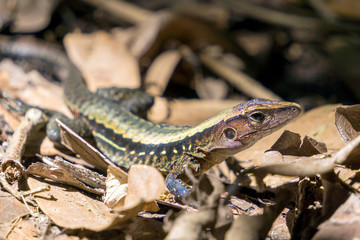 Four Lined Ameiva, Whiptail Lizard. Wildlife in Costa Rica