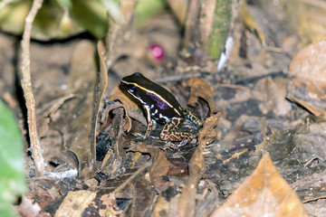 Striped Poison Dart Frog - Costa Rica Wildlife. Seen at Gandoca Manzanillo National Wildlife Refuge
