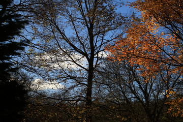 trees in the autumn