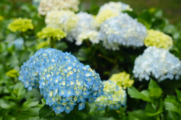 Hortensias