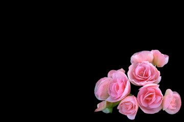 Image of fresh pink begonia flower isolated on black background with clipping path embedded.