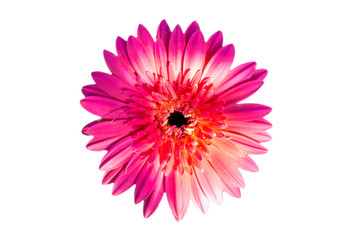 ​Gerbera flowers isolated on white background with clipping path embedded.