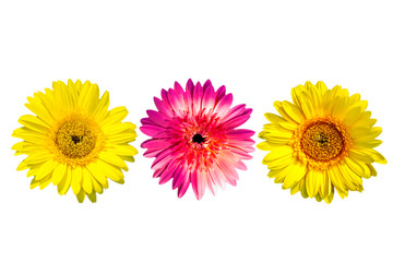 ​Gerbera flowers isolated on white background with clipping path embedded.