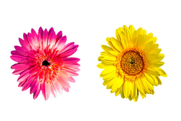 ​Gerbera flowers isolated on white background with clipping path embedded.