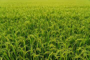 Green jasmine rice field