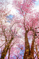 The flowers called cherry blossom in the nature with the sky background in the sunny day in Chiang Mai province , Thailand. 