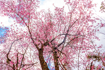 The flowers called cherry blossom in the nature with the sky background in the sunny day in Chiang Mai province , Thailand. 