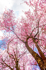 The flowers called cherry blossom in the nature with the sky background in the sunny day in Chiang Mai province , Thailand. 