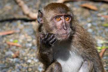 Monkey take a sunbathe at natural forest in Sounthern of Thailand.