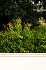 Obraz premium The green trees or green bush with the white or creamy white wall for text at the building in the sunny day. 
