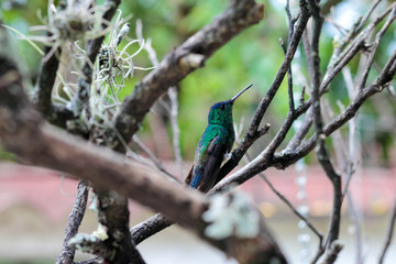 Colibri 5