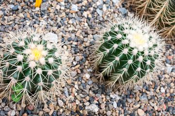 Cactus Echinocactus grusonii