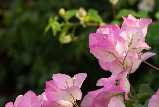 Close up Group of Pink Bougainvillea Flowers Isolated on Blurry Background