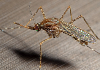 Macro Photo of Mosquito on The Floor