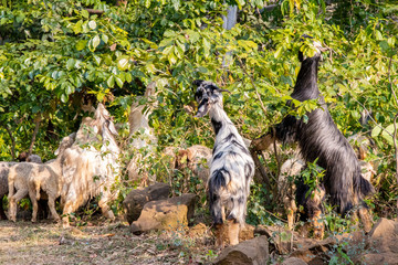 Goats eating green leaves from a bush