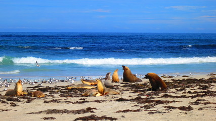 Fototapeta na wymiar wild sea lions, kangaroo island, south australia