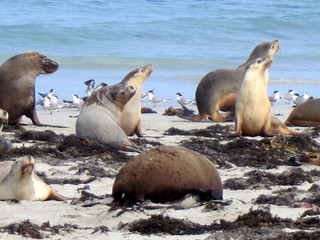 Naklejka premium wild sea lions, kangaroo island, south australia