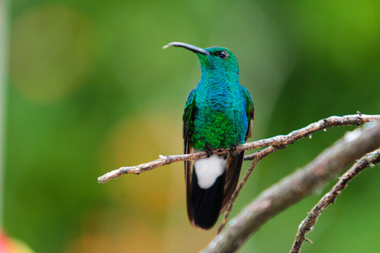 Colibri 1