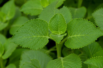 Indian borage herb