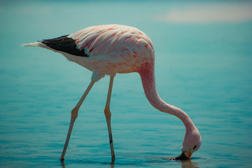 Fototapeta na wymiar Flamingos do atacama