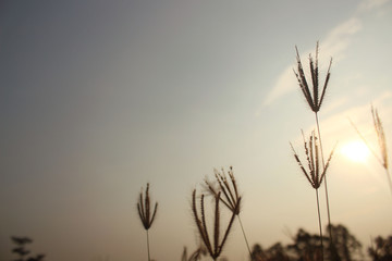 Soft flowers of grass and sky in the evening for the background or postcard design.