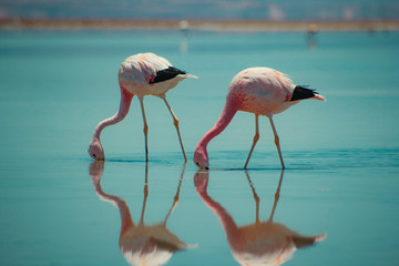 Flamingos do atacama