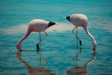 Fototapeta na wymiar Flamingos do atacama