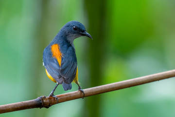 Orange-bellied Flowerpecker in the forest at southern of Thailand.