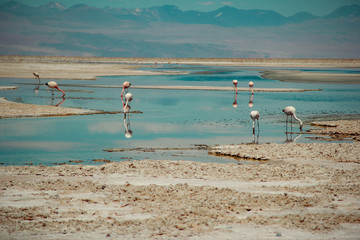 atacama desert flamingo