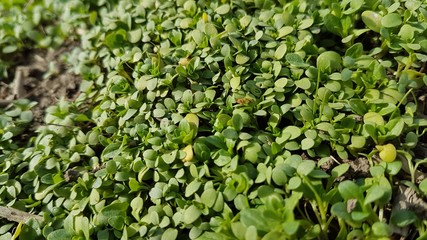 The grass has sprouted