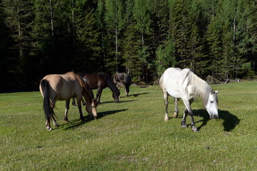 Naklejka na ściany i meble Horses on the outskirts of the village Aktash in the Altai Republic