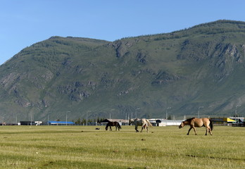 Fototapeta na wymiar Horses on the outskirts of the village Aktash in the Altai Republic