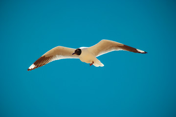 gaivota do deserto