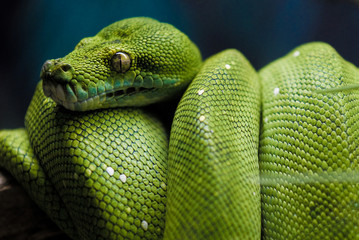 green snake